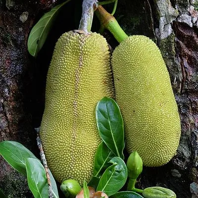 Spice Farm Tour -Half Day