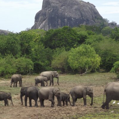 Yala Safaris - Private Tours