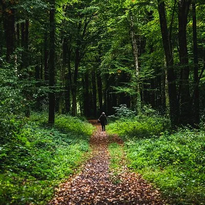 Courtown Woodland Guided Tour