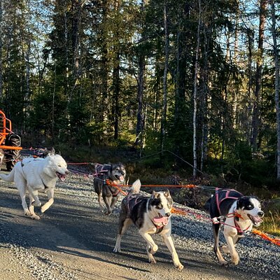 Dogcart - husky experience Sälen