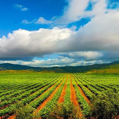 The Wine Route