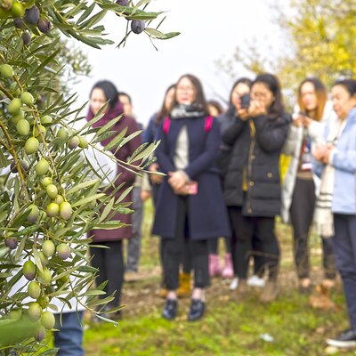 Jaén Discover the Secrets of Olive Oil: Tour & Sensory Tasting