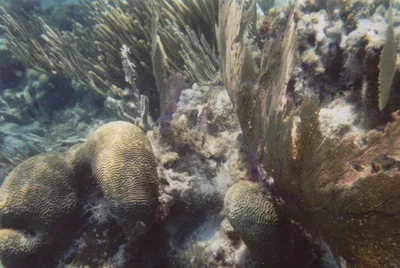 Hol Chan Marine Reserve Snorkel Tour on the 40' Sirena Azul Sailboat