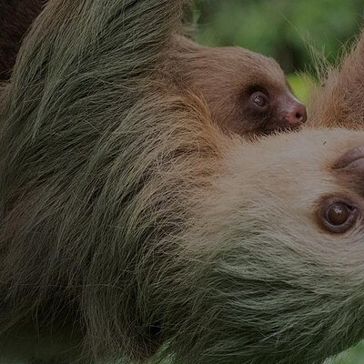 Ecogarden Arenal Sloth Tour