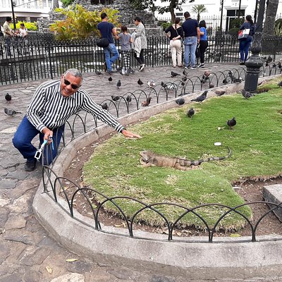 Shared Walking Tour in Guayaquil City