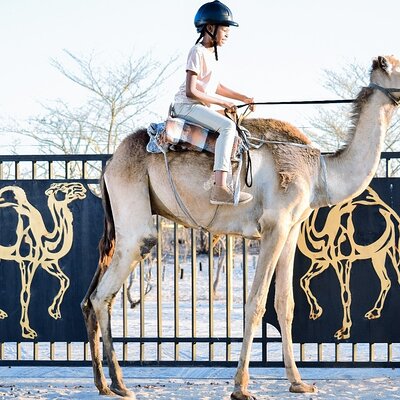 Botswana Camel Safari Experience