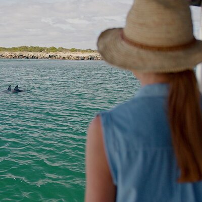 Guided Dolphin Eco-Cruise in Koombana Bay