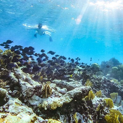 Private snorkel with 2 stops in Aruba - Eco-friendly!