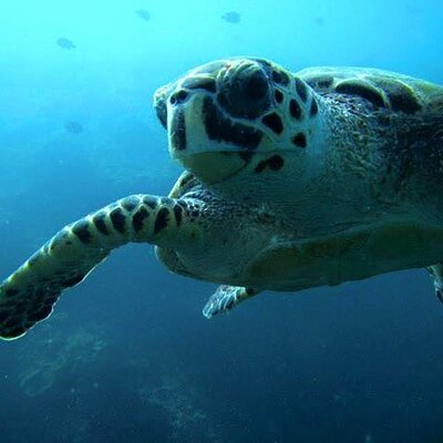 Discover Scuba Diving from a Fishing Village