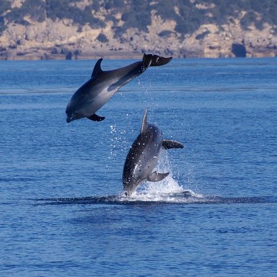Alghero - Dolphin Watching (Spring & Autumn Tour)