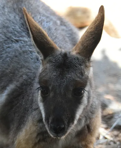 Sydney Blue Mountains Day Tour with Featherdale Wildlife Park and Waterfalls