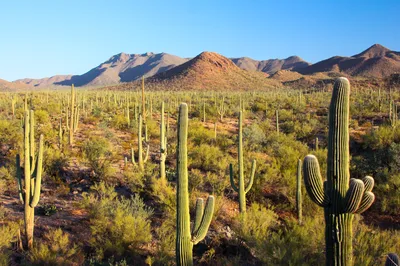 Phoenix Morning Hot Air Balloon Ride with Breakfast and Bubbly
