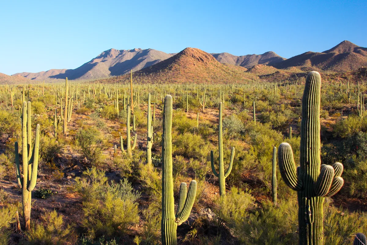 Phoenix Morning Hot Air Balloon Ride with Breakfast and Bubbly