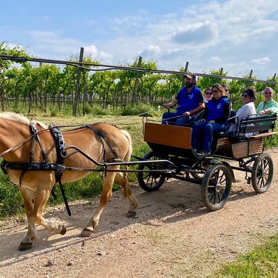 Horse Carriage Tour with Pic Nic in Lazise