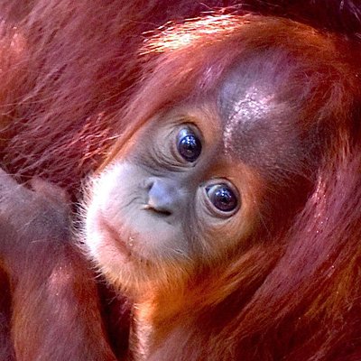 EcoTravel Bukit Lawang