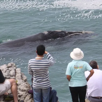 Whale Watching Walking Tours (Land-Based) - from 15th JUNE 2026