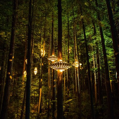Redwoods Altitude