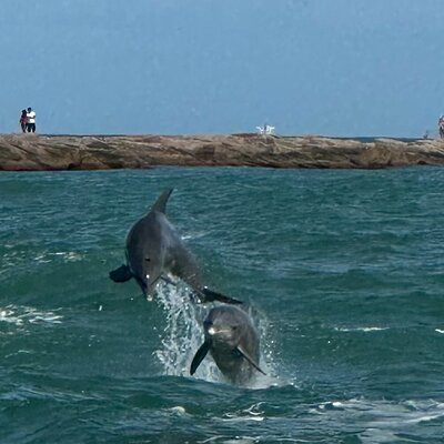 Sunset Dolphin Watch Tour