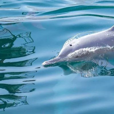 Musandam Sea Adventure Travel & Tourism