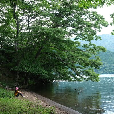 Shinrin Yoku / Forest Bathing at Hakone Lakeshore (Lake Ashi)