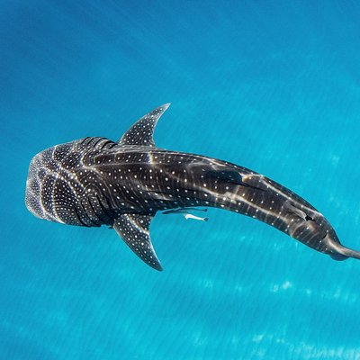 Ningaloo Blue Dive