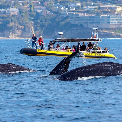 Up-Close Dolphin & Whale Watching Zodiac Adventure in Dana Point