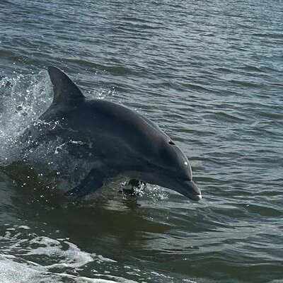 Private Dolphin Sightseeing Excursion