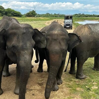 Udawalawe Elephant Safari – Private Wildlife Jeep Experience
