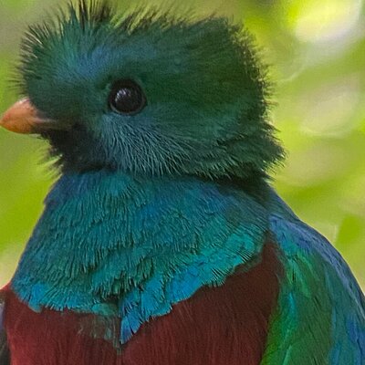 Monteverde Cloud Forest Preserve Tour