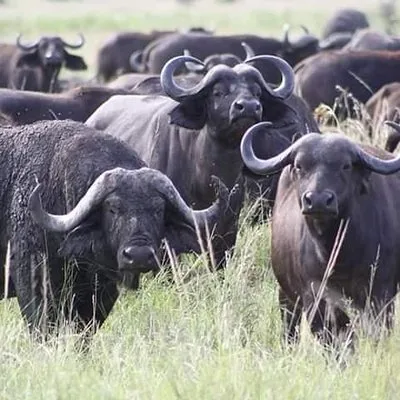 KURUMBIZI TOURS & SAFARIS