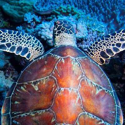 Abc Snorkel Charters