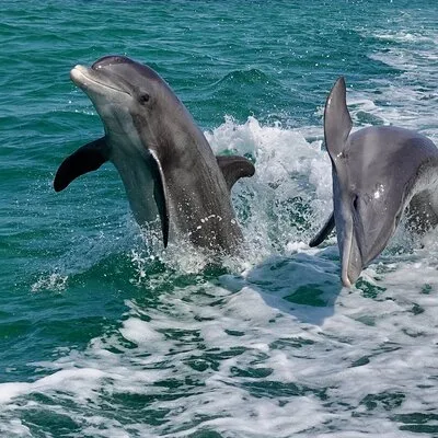 Passage Key Dolphin Tours