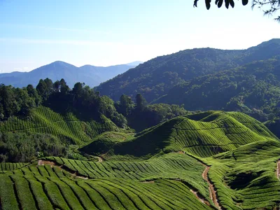 Cameron Highlands Guided Day Tour with Lunch SIC Shared from Kuala Lumpur