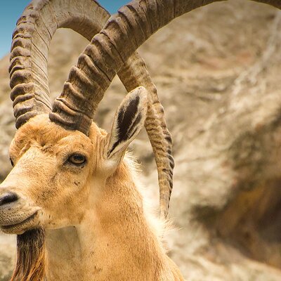 Hegra Tour: AlUla’s No.1 Haven For Nature, Wildlife Lovers
