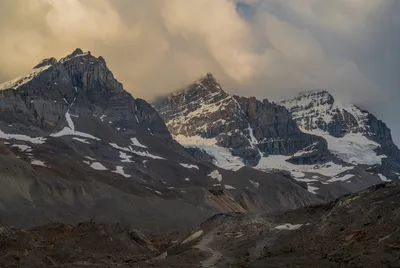 Jasper Evening Wildlife Tour by Minibus with Hotel Pickup