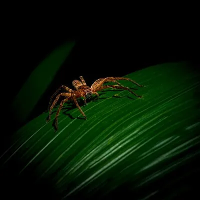 Daintree Rainforest Night Walk in Cape Tribulation
