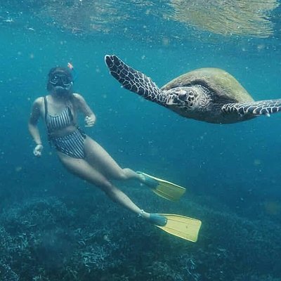 Snorkeling with Turtles in Mirissa