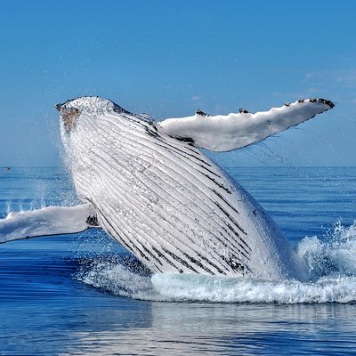 Whale Watching Dunsborough