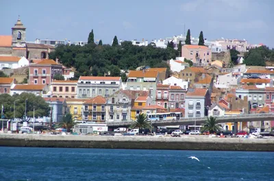 Sesimbra Arrábida Dolphin and Whale Watching Boat Tour with Biologist