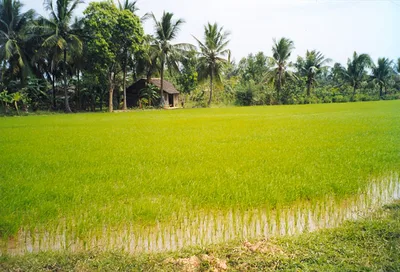 Ben Tre Mekong Zig Zag Full-Day Tour: Scooter, Sailboat, and Local Food