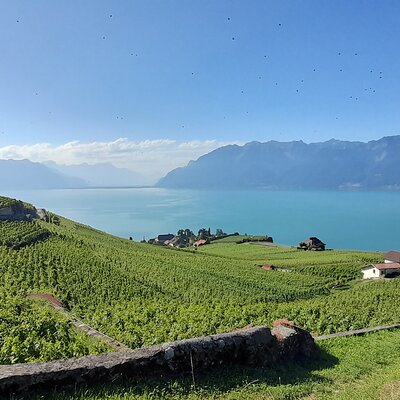 Passionnément Vin