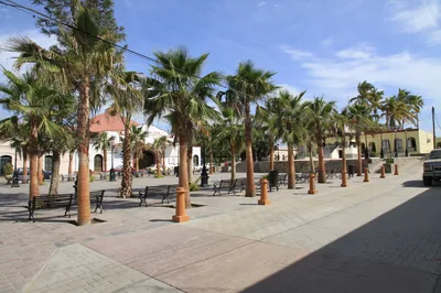 Todos Santos Day Trip with Camel Ranch Visit, Lunch and Tequila Tasting