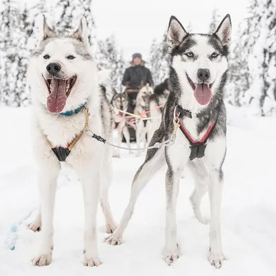 Husky Yoga Nature