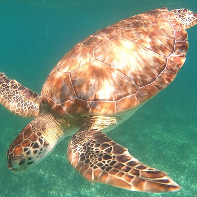 Snorkel Tour on the Costa Maya with experienced Guid