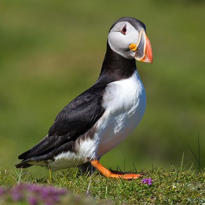 Puffin and Volcano Tour with Ebbi