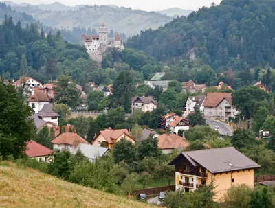 Carpathian Wilderness Wildlife Experience from Brașov