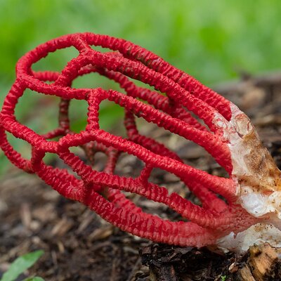 2-Hour Mushroom Photography Activity in Cairns Botanic Gardens