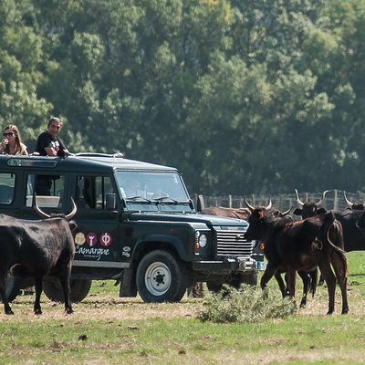 Camargue autrement safari 4x4