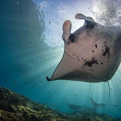 Lembongan Snorkeling at Manta Bay, Crystal Bay and Mangrove