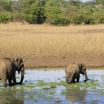 Yala Eagle Safari